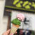 静岡 抹茶アイス「ななや」