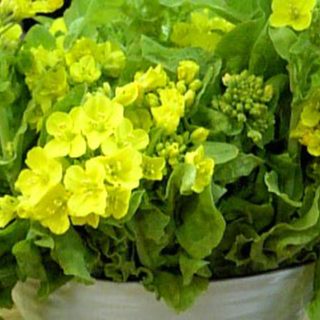 菜の花