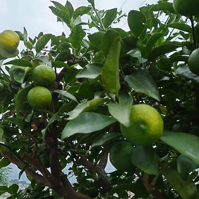 少しずつ黄色くなってきました！ ～花柚子便り～