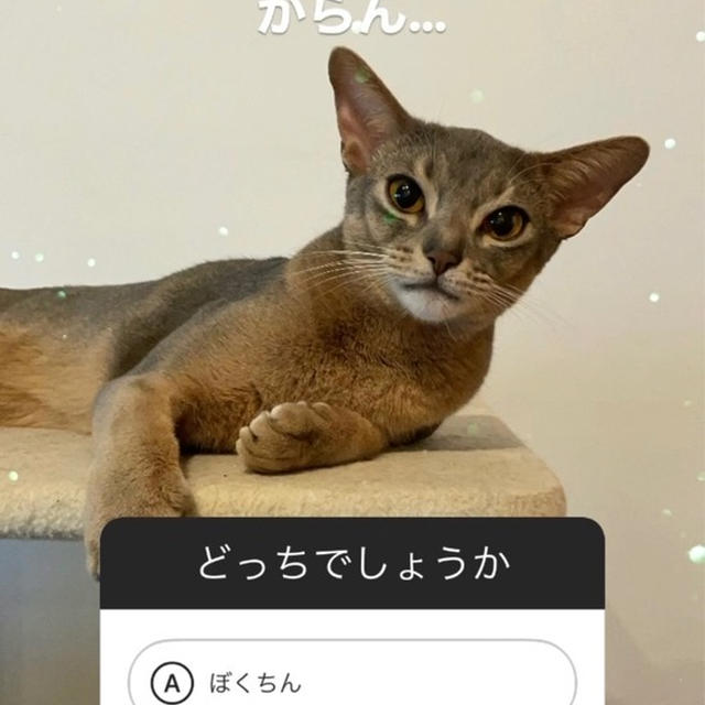 インスタのストーリーズを初めて使ってみた