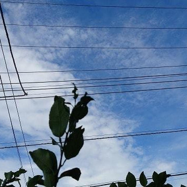 湿気が多い ～花柚子便り～