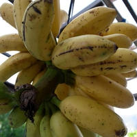 簡単♪　島バナナのココナッツケーキ
