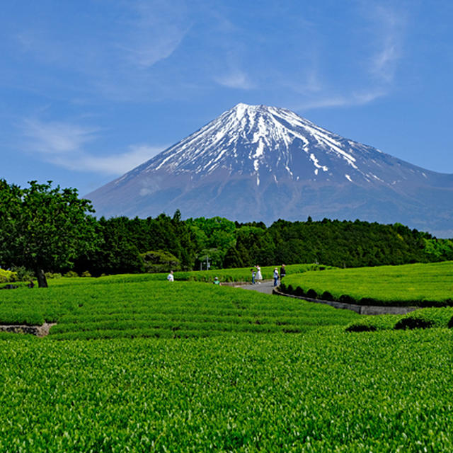 茶畑と富士山　大淵笹葉