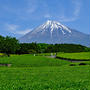 茶畑と富士山　大淵笹葉
