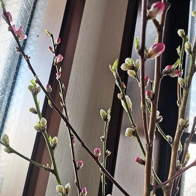 桃の花？
