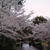★赤坂の桜とスパイス日記