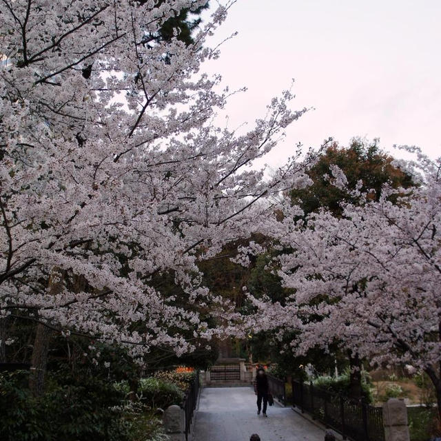 ★赤坂の桜とスパイス日記