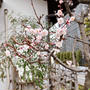 梅は咲いたか 桜はまだかいな