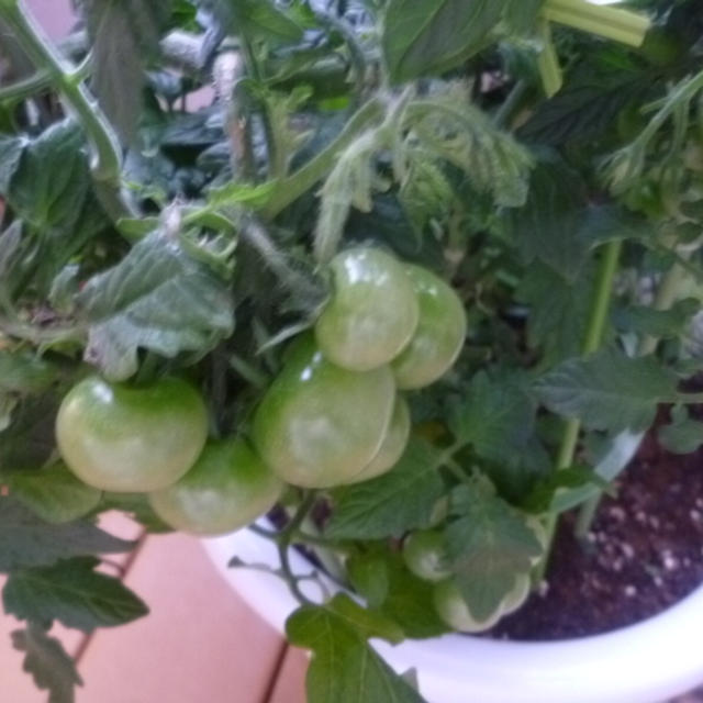 頂いたお野菜★