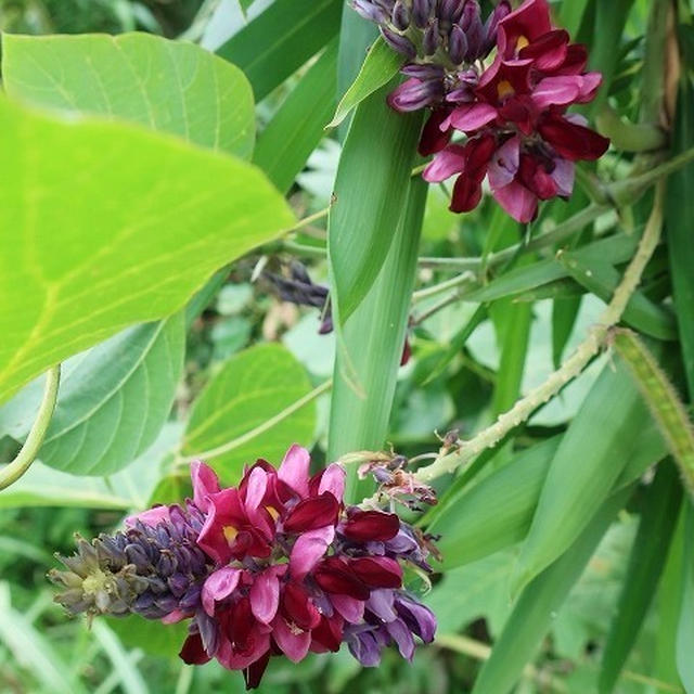 秋の七草＊葛の花