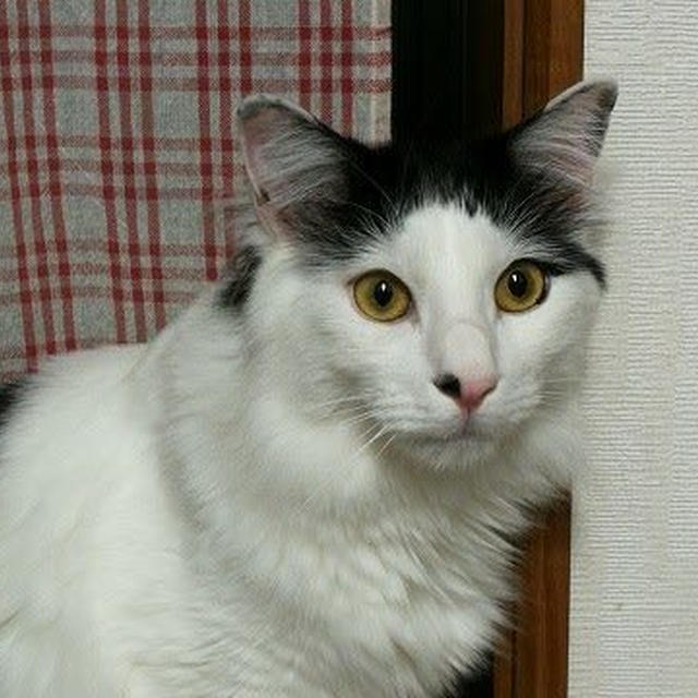 【小梅・さくら・桃之介通信】羊毛フェルトならぬ猫毛フェルトを作るオトコ