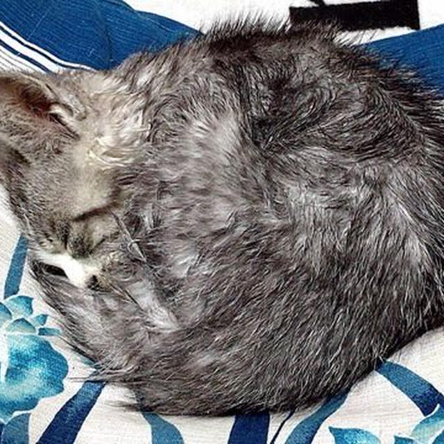 ばーちゃんからのSOS！ チビ黒が大変だっ