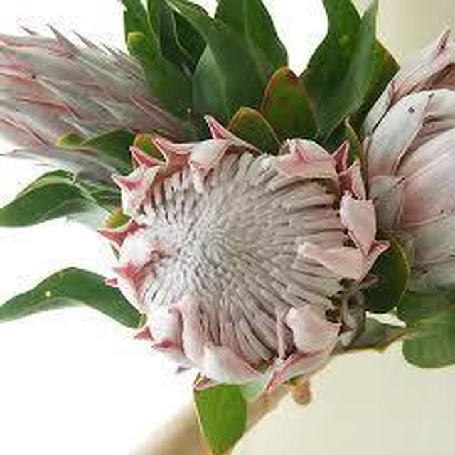 今日の誕生花