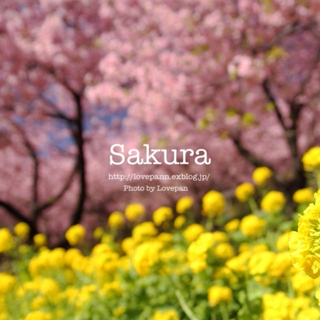 私の桜 2020