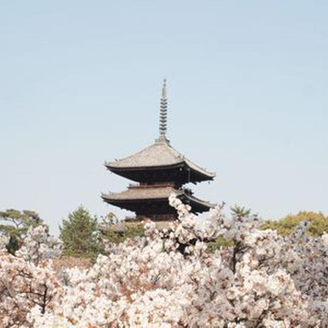御室の桜と緑の桜そして”さのわ”でお茶