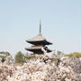 御室の桜と緑の桜そして”さのわ”でお茶