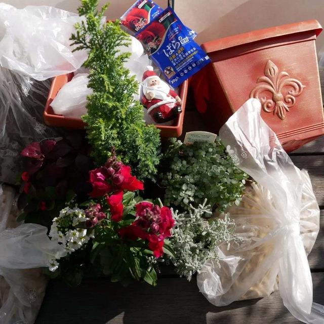 宝塚おうち園芸のクリスマスの寄せ植えに当選♪
