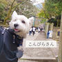 【香川の旅】こんぴらさん