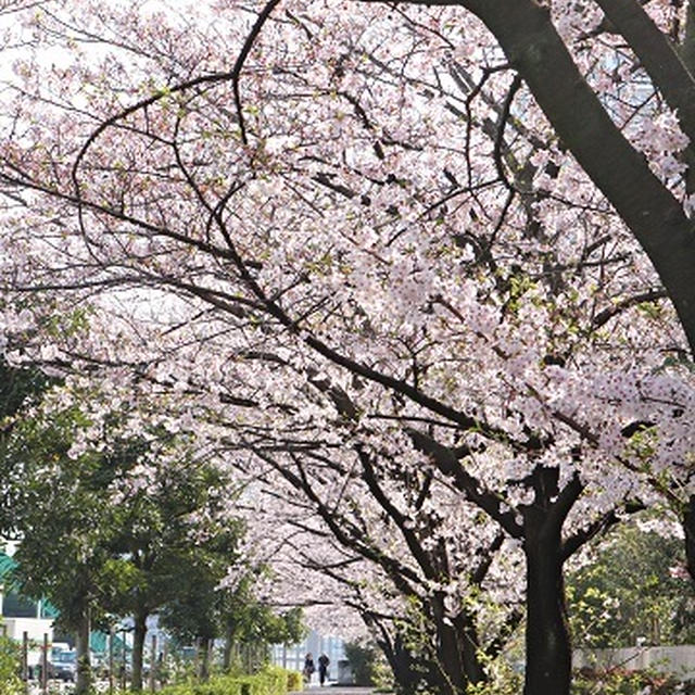 満開の桜