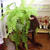 模様替え＊爽やか観葉植物 ♪
