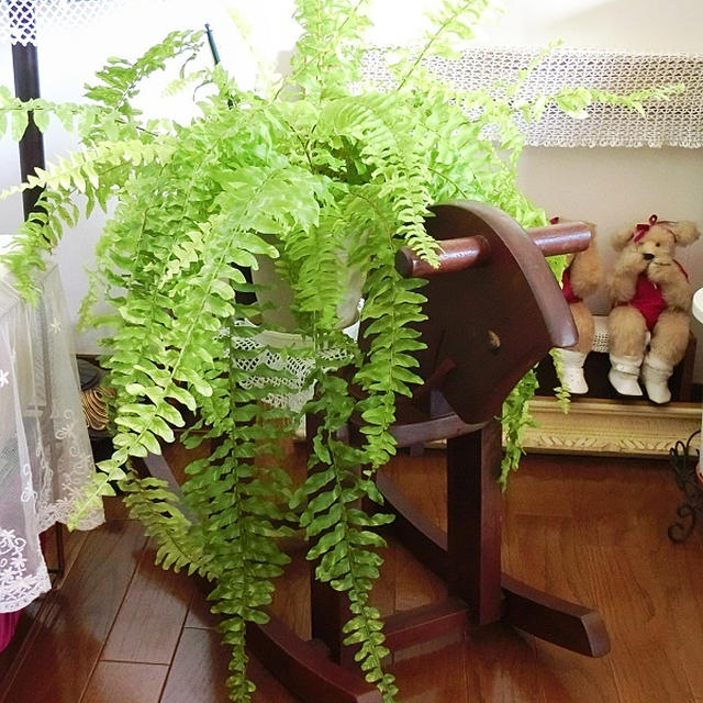 模様替え＊爽やか観葉植物 ♪