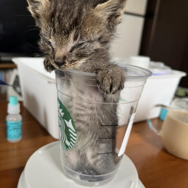 子猫達はどんどん大きくなってます♪