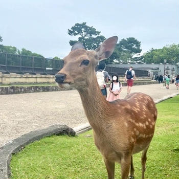 奈良散歩と頭位目症