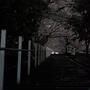 雨上がり、萬福寺・華僑墓地の桜