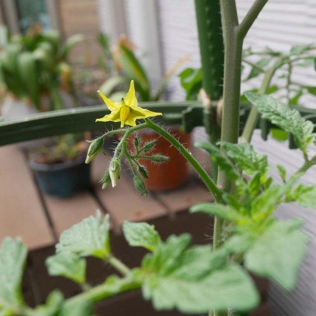 ミニトマトこあまちゃんの最初の花#最近撮った写真は
