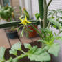 ミニトマトこあまちゃんの最初の花#最近撮った写真は