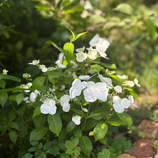 雑草との闘いの中で見つけた花や実