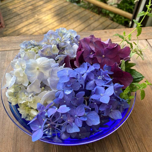 紫陽花
