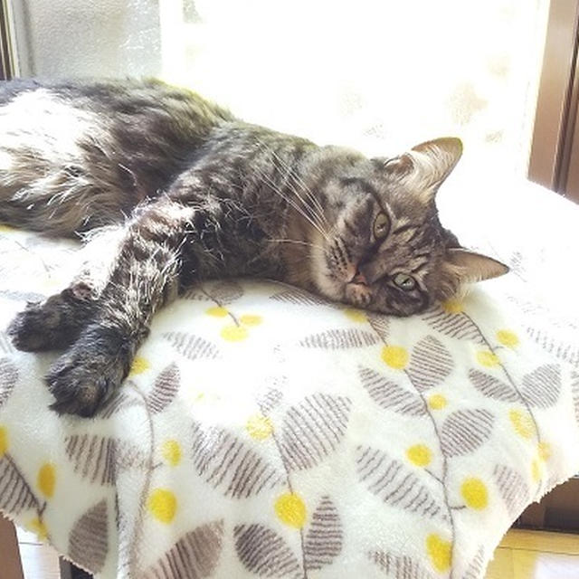雨の日、猫たちは・・・