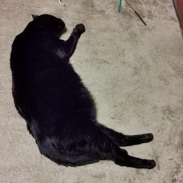 今日は猫が落ちている