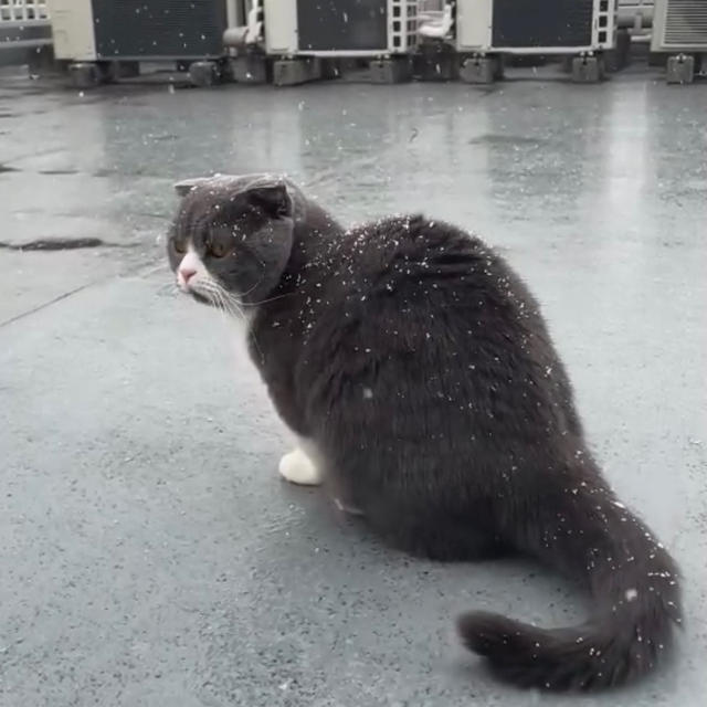 初雪といくら