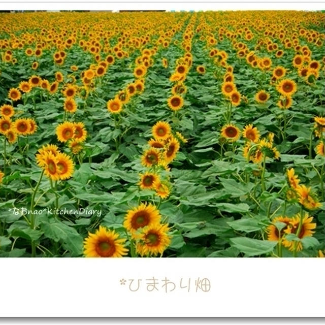 2011*夏～ひまわり畑♪