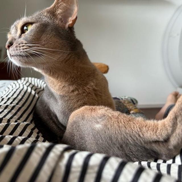 飼い主の股の間は、安心安全な場所らしい(*´ω`*)