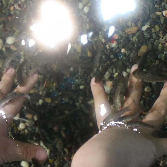 夏休み最終日は、不思議な水族館へ。
