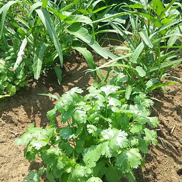 真夏にもありがたい葉物野菜