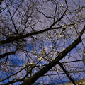 桜は4月に咲くのはなんだか久しぶり？