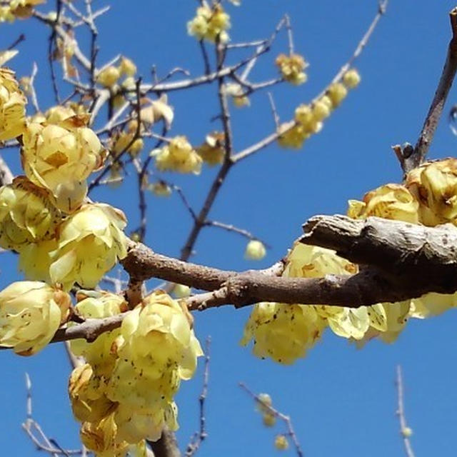 ■風景・愛川【「撮り遅れましたが　蝋梅/河津桜」「MAC春限定ドリンク　岩手県産白桃のフロート＾＾ 】