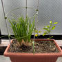 ニューサマーオレンジ一年苗を植え替えました