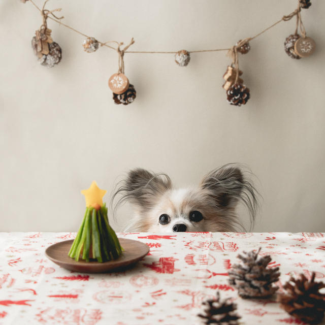 犬おやつレシピ☆かぼちゃとピーマンのクリスマスツリー（手作り犬おやつ）