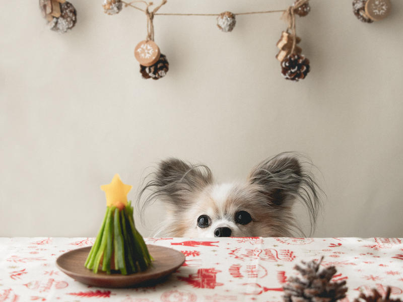 犬おやつレシピ かぼちゃとピーマンのクリスマスツリー 手作り犬おやつ By 犬ごはん先生 いちかわあやこさん レシピブログ 料理ブログのレシピ 満載