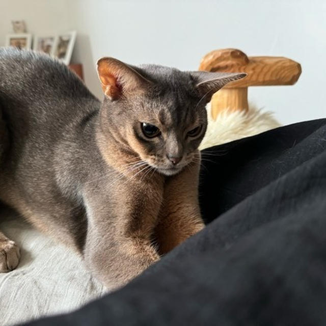 飼い主の股の間は安心の場所？