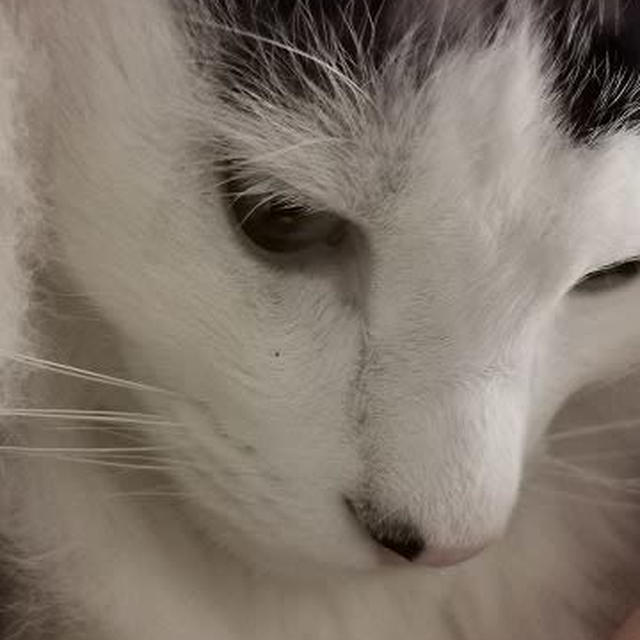 ドアップな桃之介と激しく遊ぶさくら