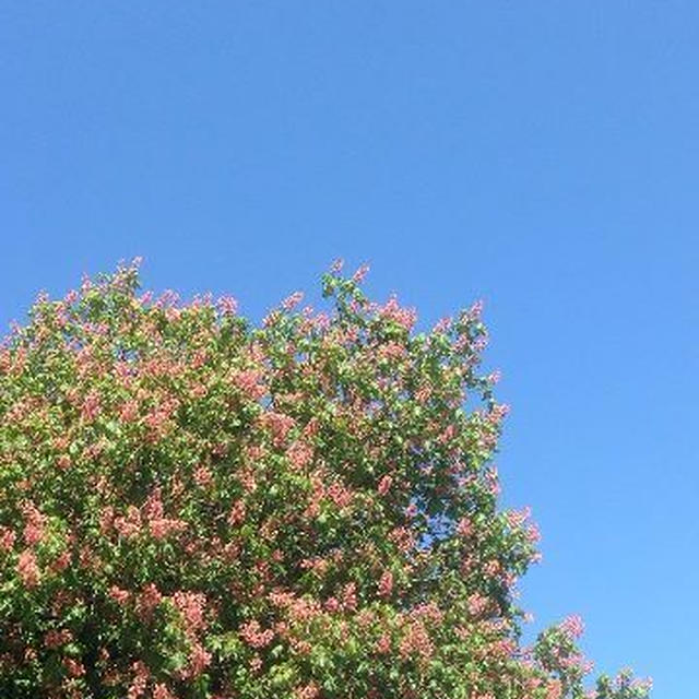 村祭りでハッピーナチュラルタイム☆
