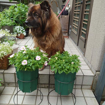 ももいろハート倶楽部