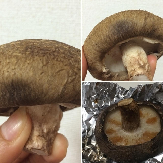 しいたけぇー！！