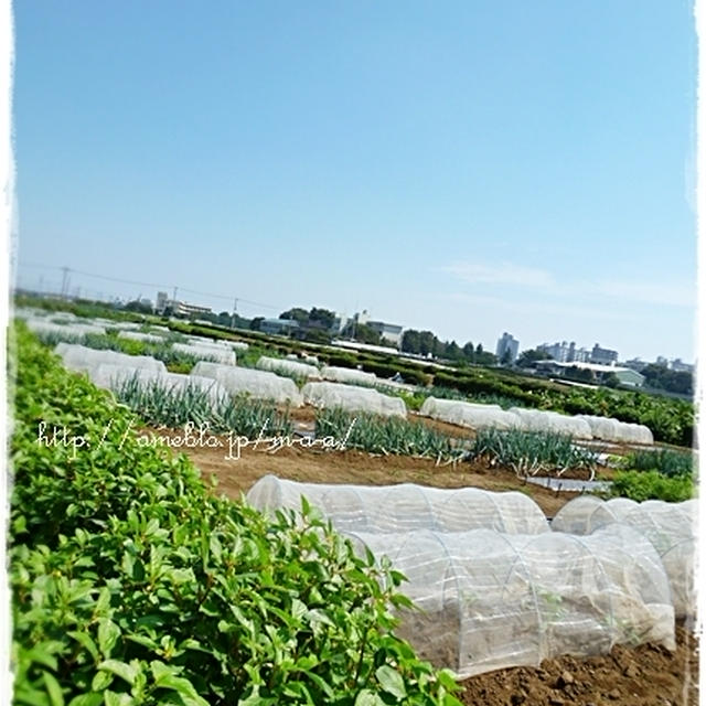 三芳町野菜畑劇場、発見。